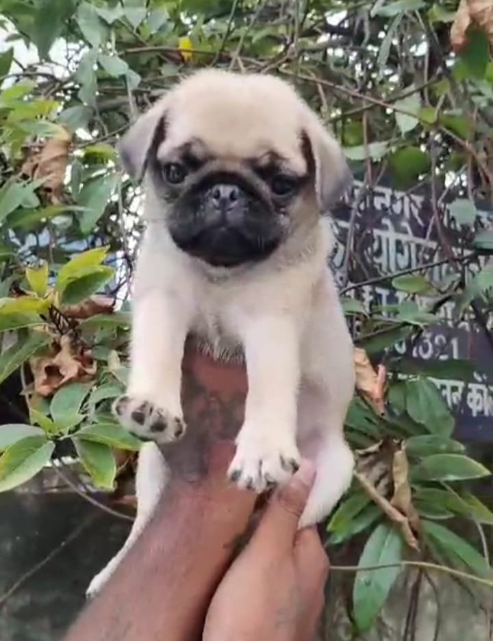 Purchase KCI Registered pug Puppy from Hyderabad